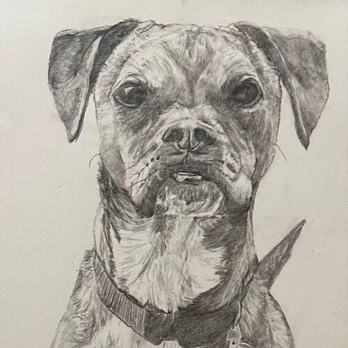 Ollie by Leah Langefeld