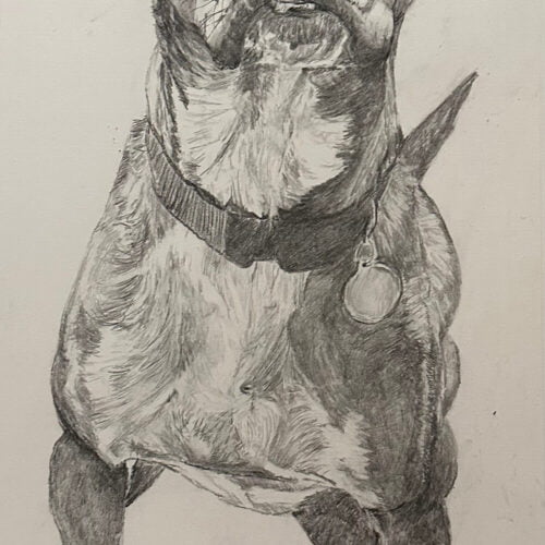 Ollie by Leah Langefeld